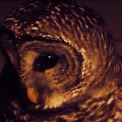 David Michael Williams