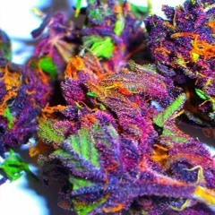 xMASTERKUSHx