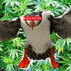 Black Puffin