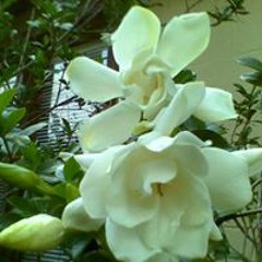 Betsy Donovan Rhoades