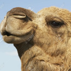 dromedaris