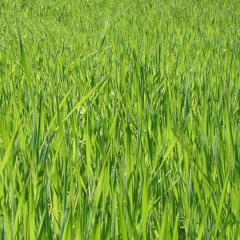 Just a grass