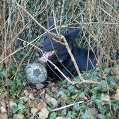 Dennis Rosenberg Andersen