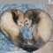 ferrets