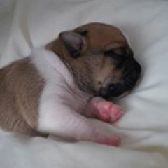 Sebastian Rojas Esquivel