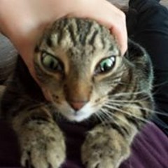 Clive Royston Wilson