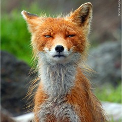French_Fox