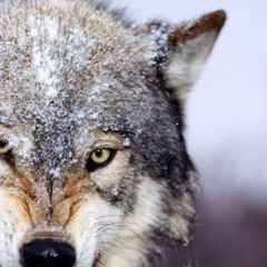 wolf -wolf