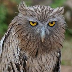 Tình Cha - Ngọc Sơn   Bài Hát, Lyrics