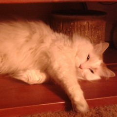 piratecat