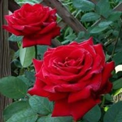 Arif Mehmood