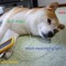 DogeMusic