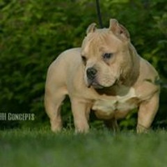 Embk Justin J-Dubb Wright