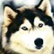 horsehuskies