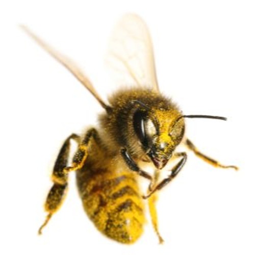 Bees disappearance essay 07 picture