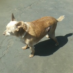 Coon