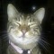 loulou