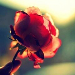 الشعراوى ❤