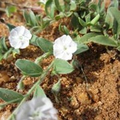 சுப்ரமணியன் சீனிவாசன்