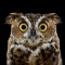 Owl M.D.