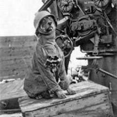 Pantzer Dogie