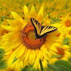 Frances Edwards Scott