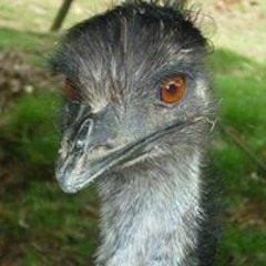 Justin Parts-Guru Duckett