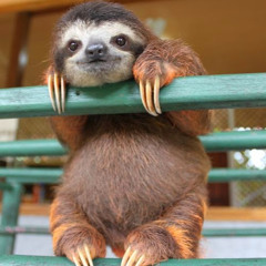 Slothy Slothington