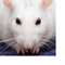 ratty55