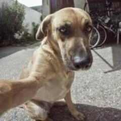 Nguyễn Đỗ Nam Hưng