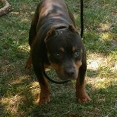 George Juice Jones Young