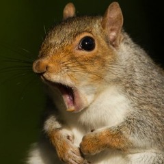 squirrelygirl27