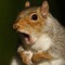 squirrelygirl27
