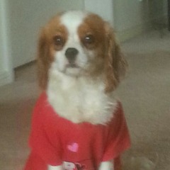 roxy