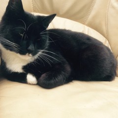 HBDDT - Sergiu E Bondrila