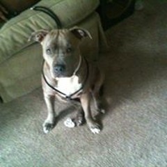 Sterling Lukky B Siverand