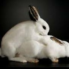 Woodley Woodley Camille