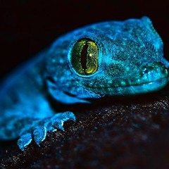 Nightgecko