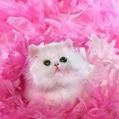 يمة احمد فكرون