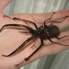 Jurasica