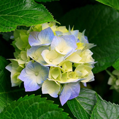 Motivational Speeches