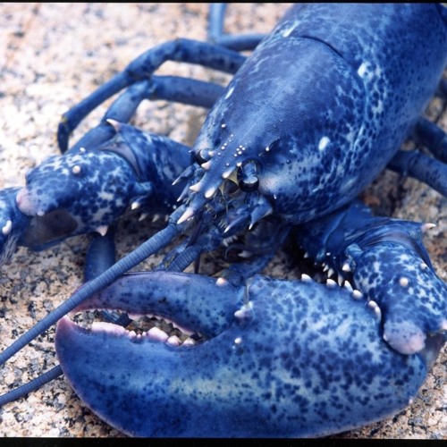 lobster12’s avatar