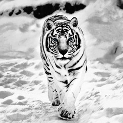 WHITE TIGER