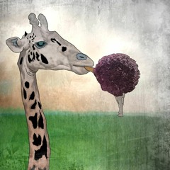 Domestic Giraffe