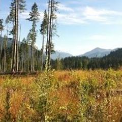 Nutritious Intention