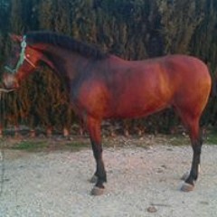 Jose Luis Barca
