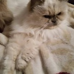 Veronica Mcgillis-Oster