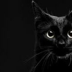 Yose the Black Cat