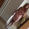 Charlotte Kelly'x