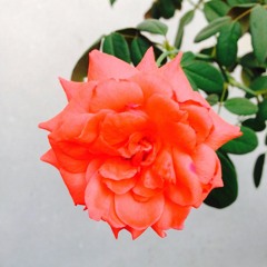 Amarpreet Singh Lehal